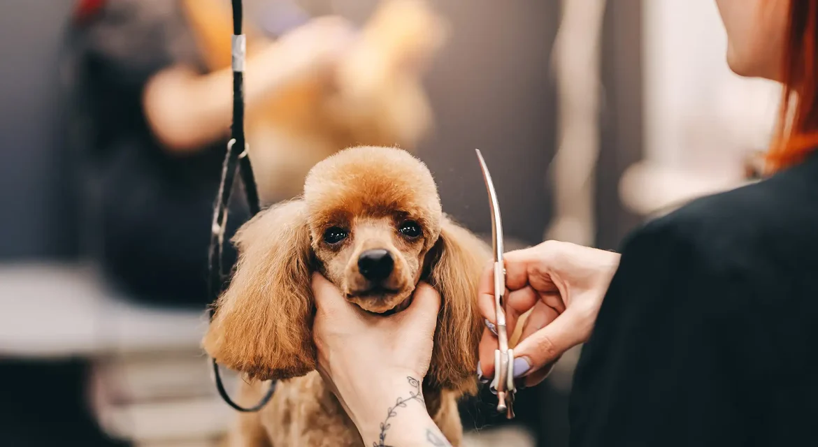Dog being groomed