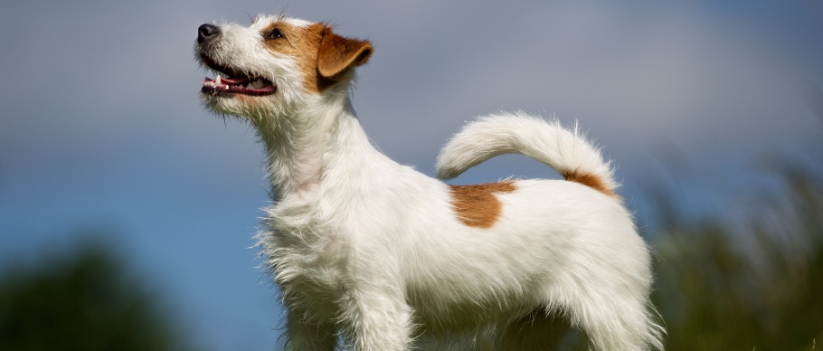 Different dog breeds showing coat variety