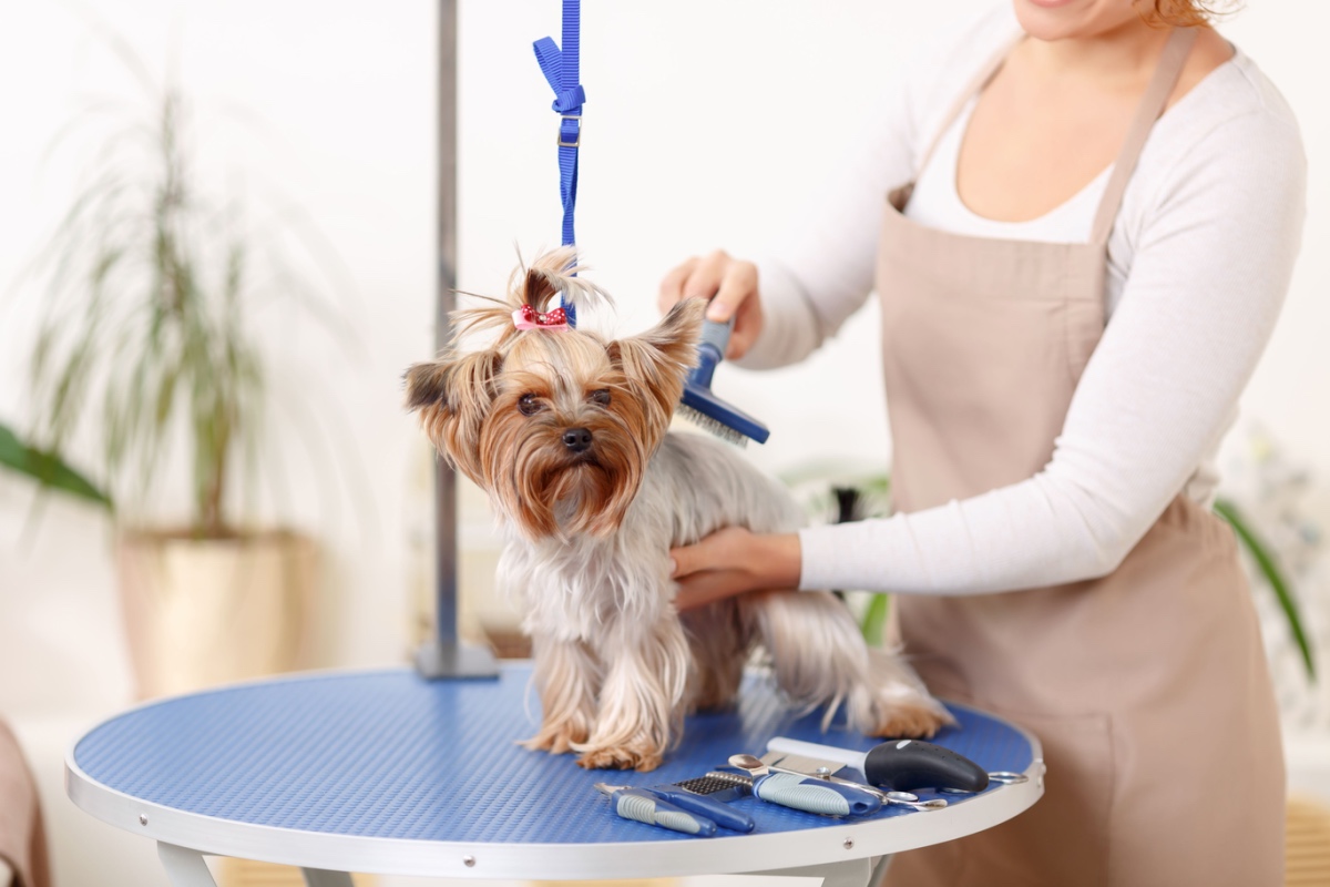 Groomer consulting with pet owner