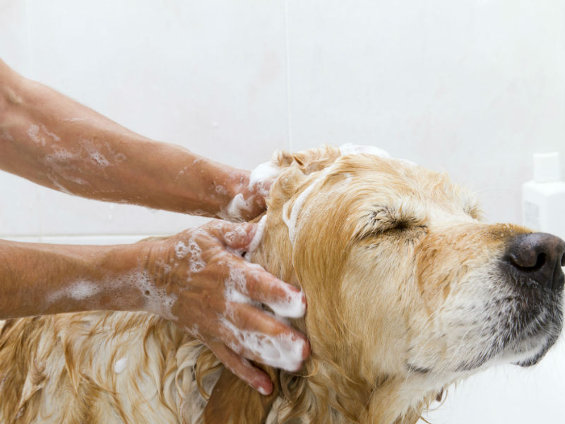Full dog grooming service