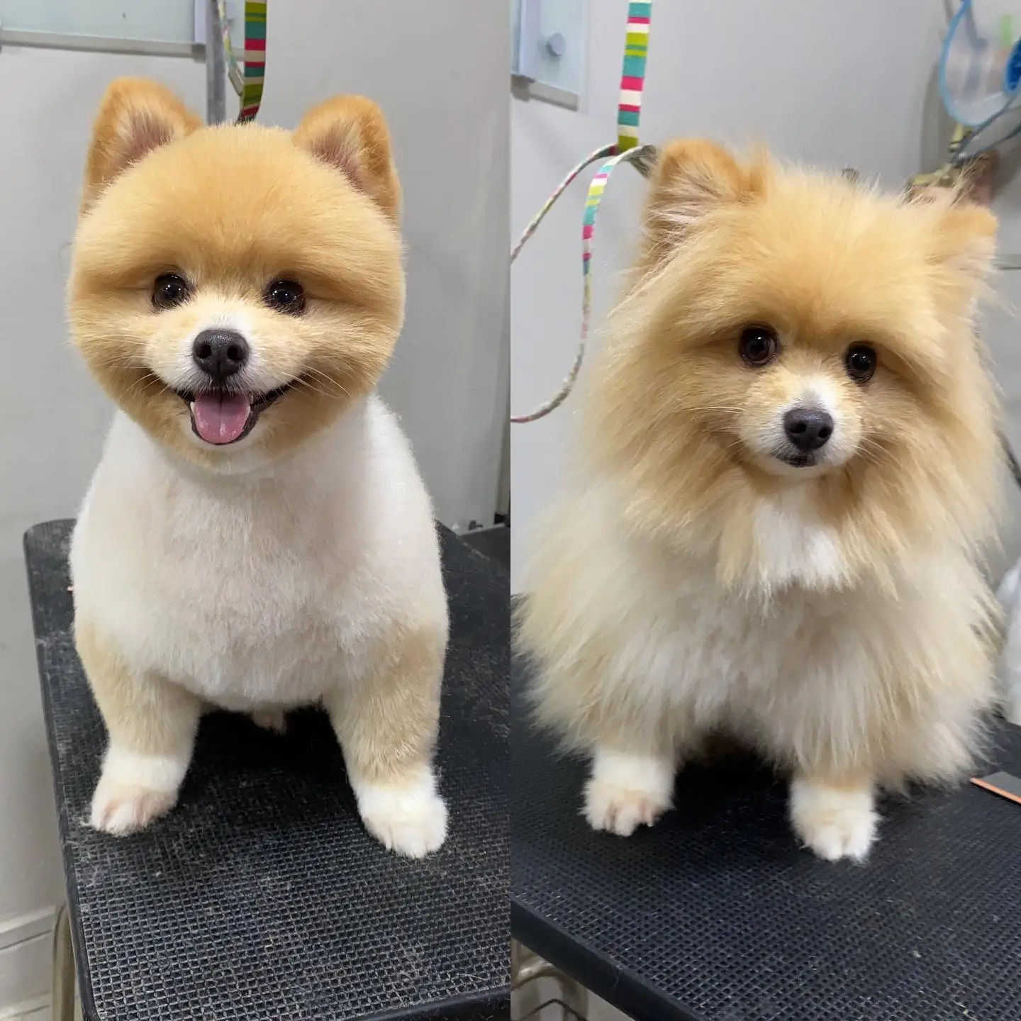 Sensitive skin dog grooming