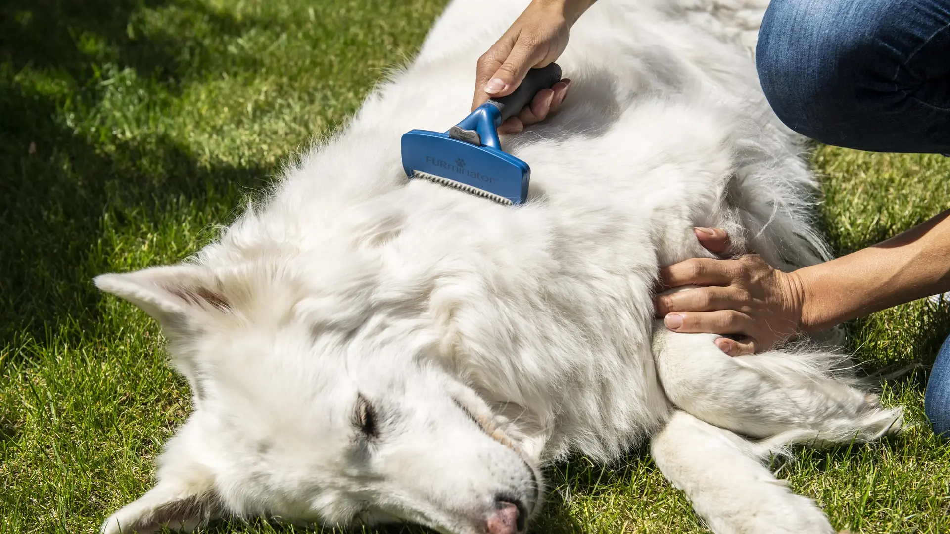 Deshedding treatment for dogs
