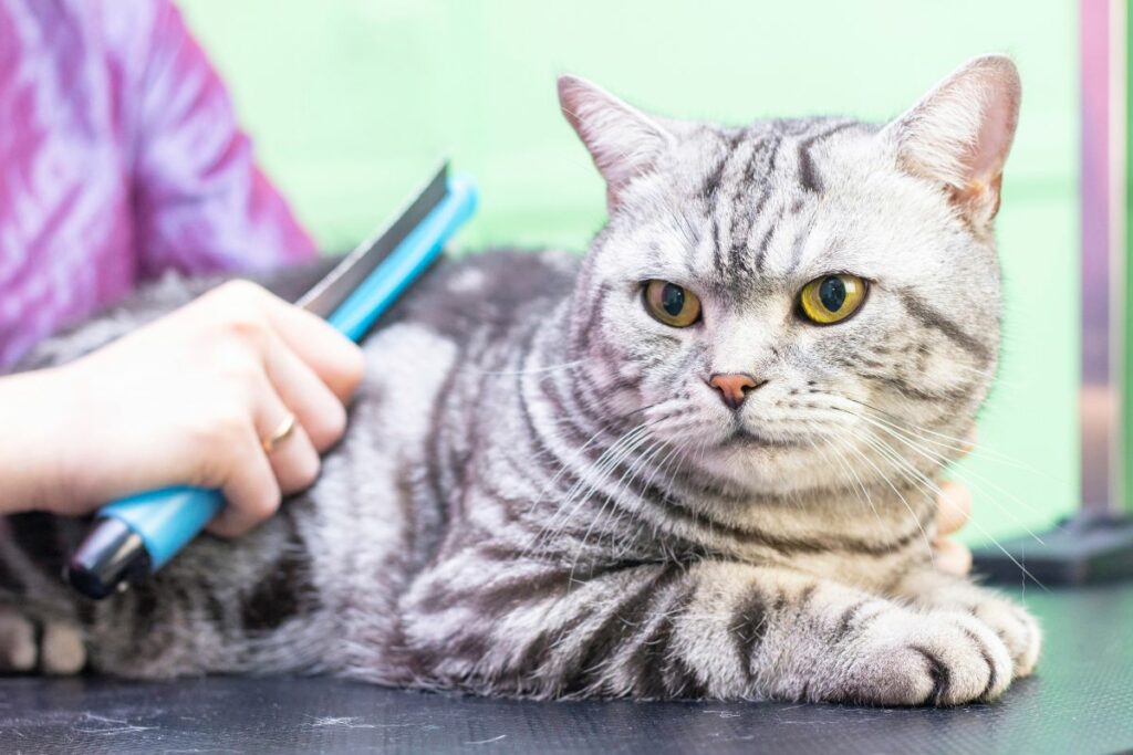Cat grooming service