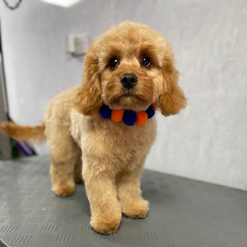 Dog bath and blow dry service